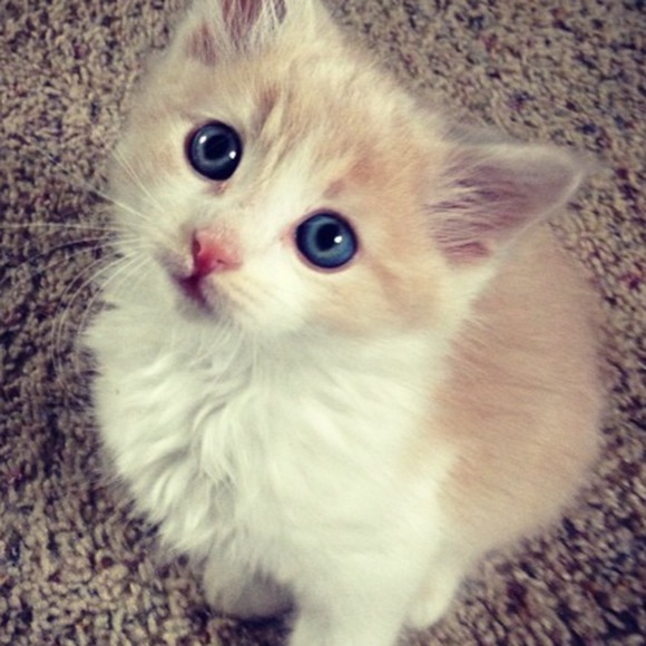 Meet your Posher, Sarah - Picture 1 of 1